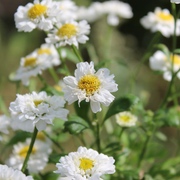 Weitere Spezialitäten